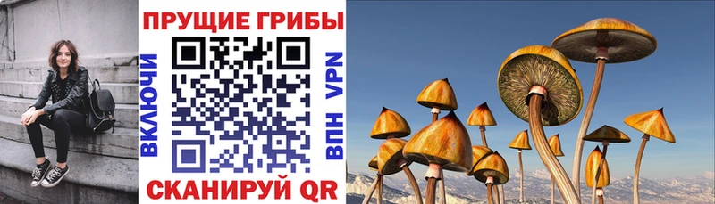 Купить закладки  Александровск-Сахалинский  Псилоцибиновые грибы прущие грибы 