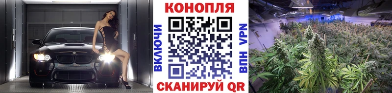 Купить закладки  Александровск-Сахалинский  Бошки марихуана сатива 